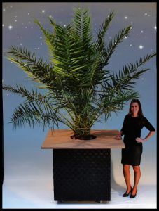 palmen verhuur bij plantenverhuurrozet